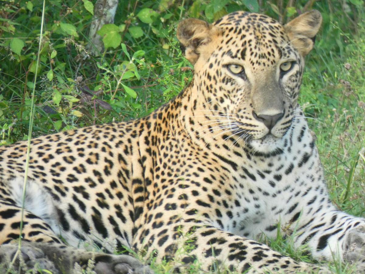Lavender Home Yala Safari تيساماهاراما المظهر الخارجي الصورة