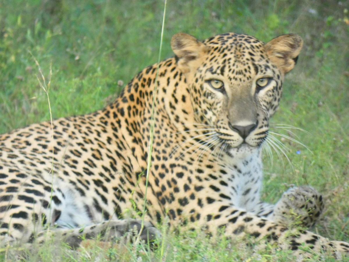 Lavender Home Yala Safari تيساماهاراما المظهر الخارجي الصورة