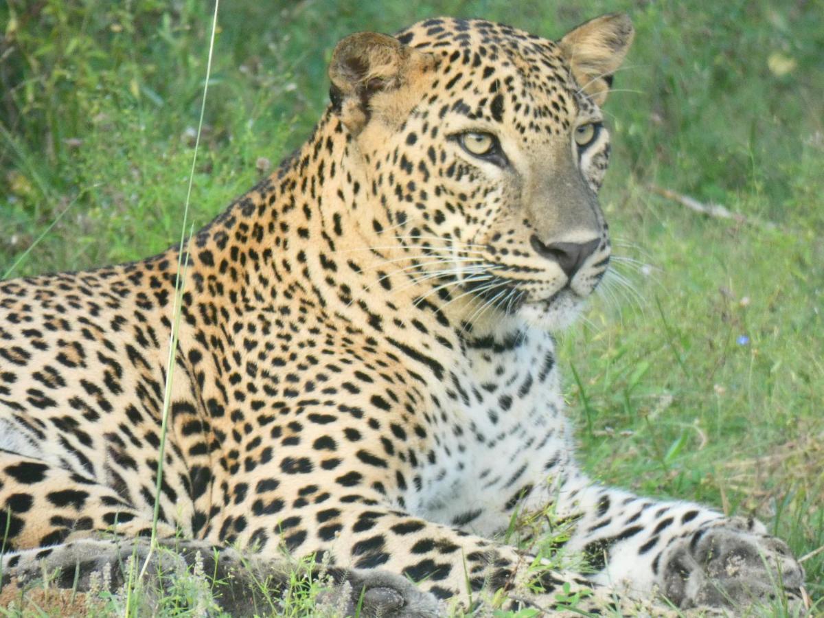 Lavender Home Yala Safari تيساماهاراما المظهر الخارجي الصورة
